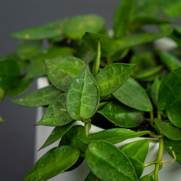 hoya-krohniana hoya-krohniana