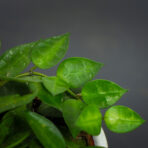 hoya-krohniana