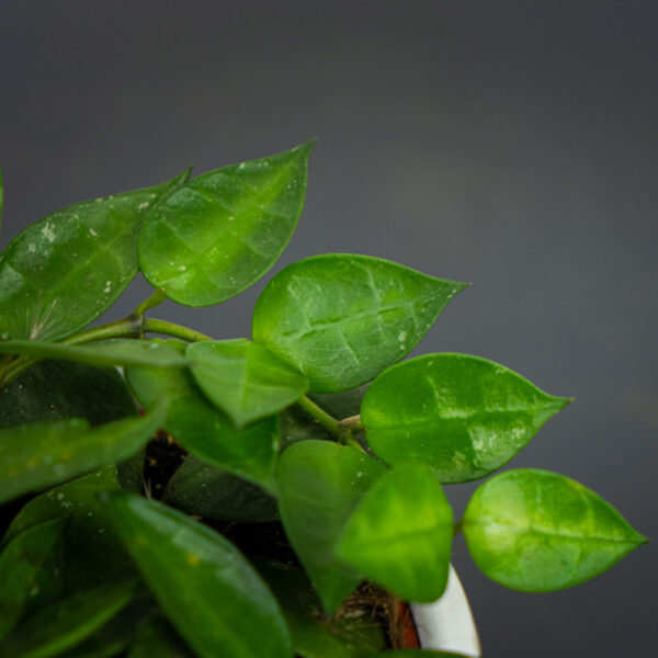 hoya-krohniana hoya-krohniana