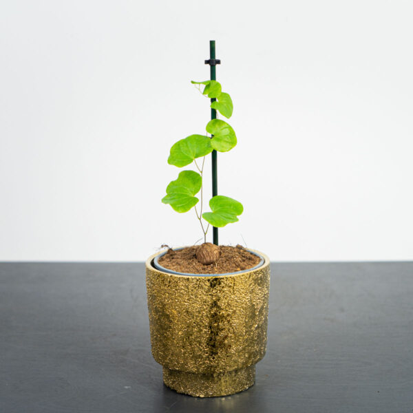 pochrzyn-sloniowy-dioscorea-elephantipes pochrzyn-sloniowy-dioscorea-elephantipes