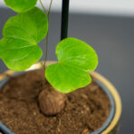 pochrzyn-sloniowy-dioscorea-elephantipes