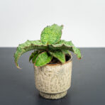 sansevieria-star-green-granite