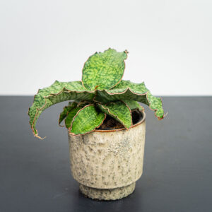 sansevieria-star-green-granite