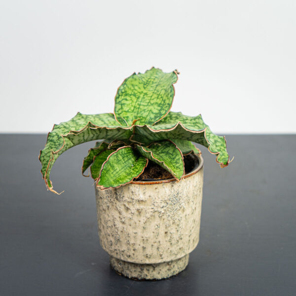 sansevieria-star-green-granite
