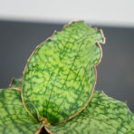 sansevieria-star-green-granite
