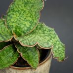 sansevieria-star-green-granite
