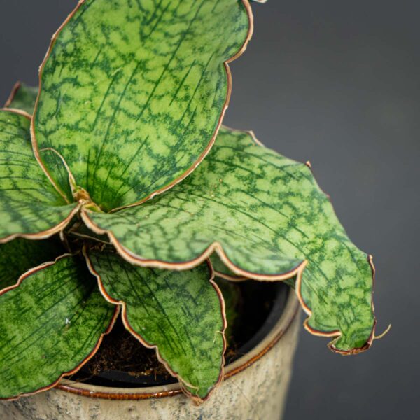 sansevieria-star-green-granite sansevieria-star-green-granite