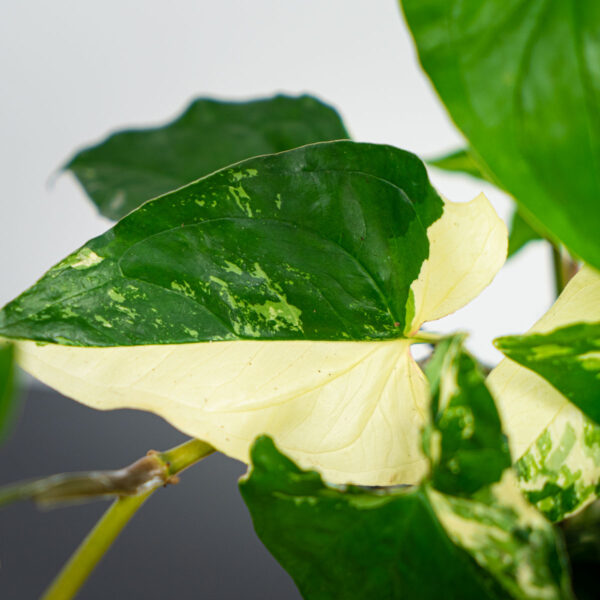 syngonium-podophyllum-variegata-emerald-gem-sadzonka syngonium-podophyllum-variegata-emerald-gem-sadzonka
