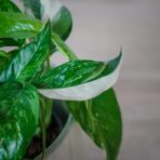 epipremnum-pinnatum-variegata