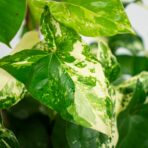 syngonium-podophyllum-variegata-emerald-gem-sadzonka
