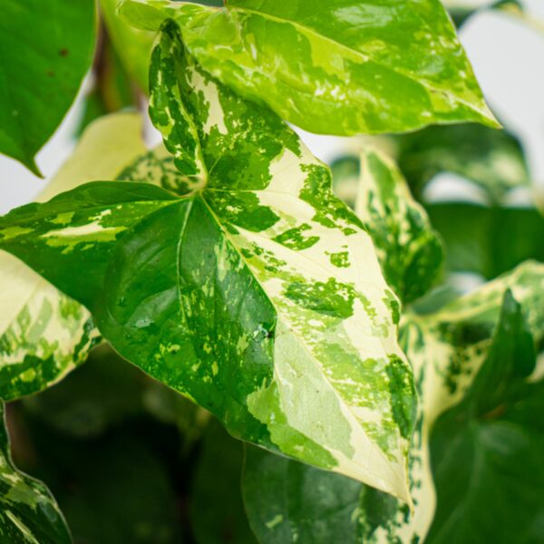 syngonium-podophyllum-variegata-emerald-gem-sadzonka syngonium-podophyllum-variegata-emerald-gem-sadzonka
