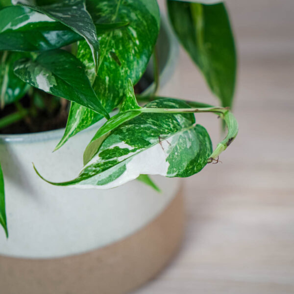epipremnum-pinnatum-variegata epipremnum-pinnatum-variegata