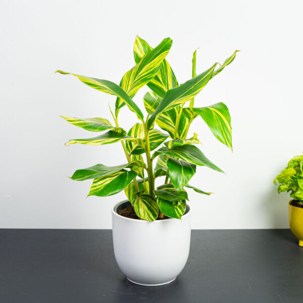 alpinia-zerumbet-variegata alpinia-zerumbet-variegata