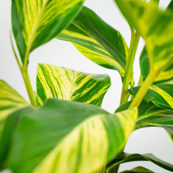 alpinia-zerumbet-variegata alpinia-zerumbet-variegata