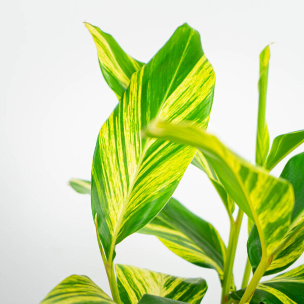 alpinia-zerumbet-variegata alpinia-zerumbet-variegata