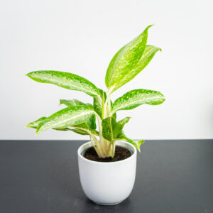 aglaonema-milky-way