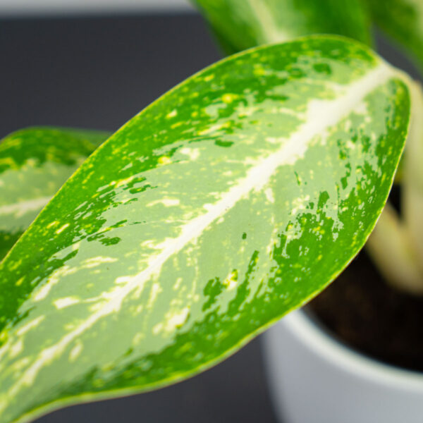 aglaonema-milky-way aglaonema-milky-way