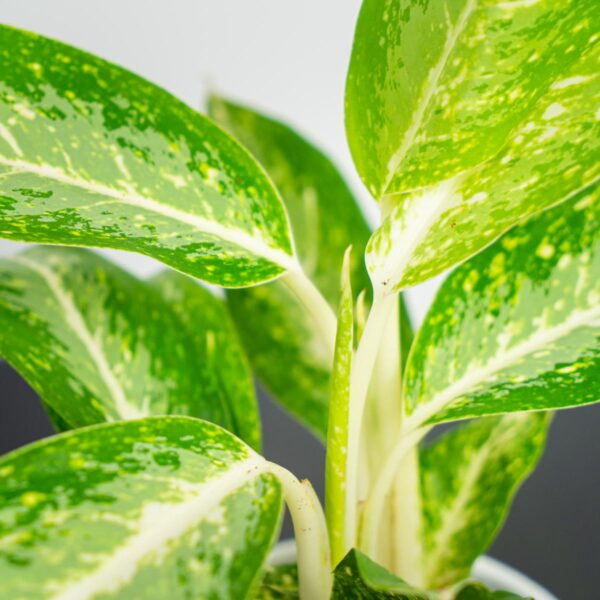 aglaonema-milky-way aglaonema-milky-way