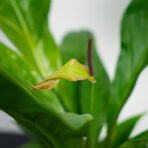 anthurium-ellipticum-jungle-bush