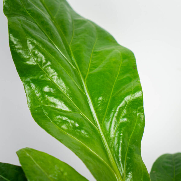 anthurium-ellipticum-jungle-bush anthurium-ellipticum-jungle-bush