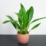 epipremnum-amplissimum