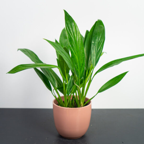 epipremnum-amplissimum epipremnum-amplissimum