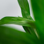 epipremnum-amplissimum