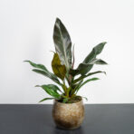 philodendron-autumn