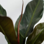 philodendron-autumn