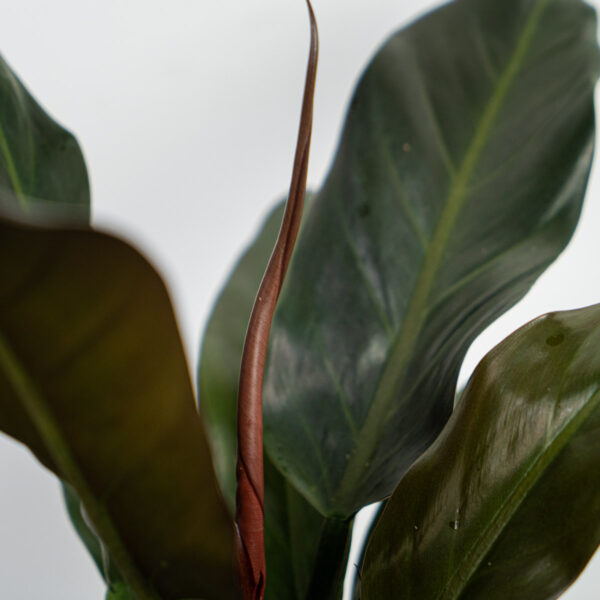 philodendron-autumn philodendron-autumn
