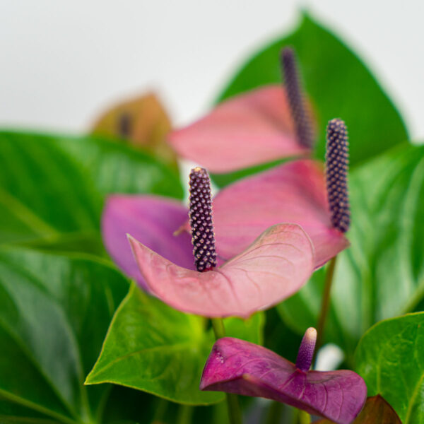 anthurium-baby-purple anthurium-baby-purple