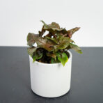 syngonium-maria