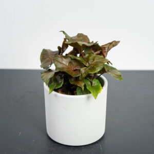 syngonium-maria