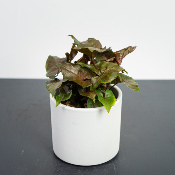 syngonium-maria