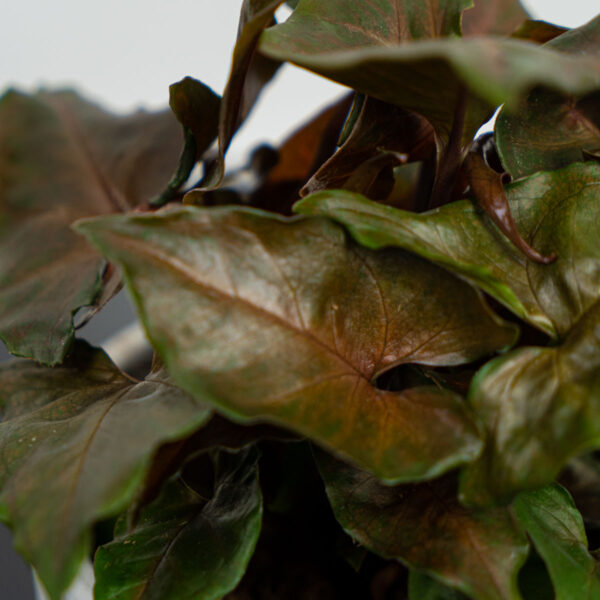 syngonium-maria syngonium-maria