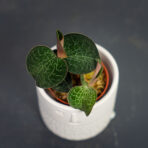 storczyk-anoectochilus-formosanus-jewel-orchid