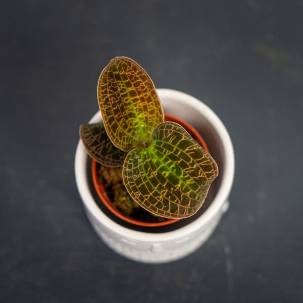 storczyk-macodes-petola-gold-jewel-orchid storczyk-macodes-petola-gold-jewel-orchid