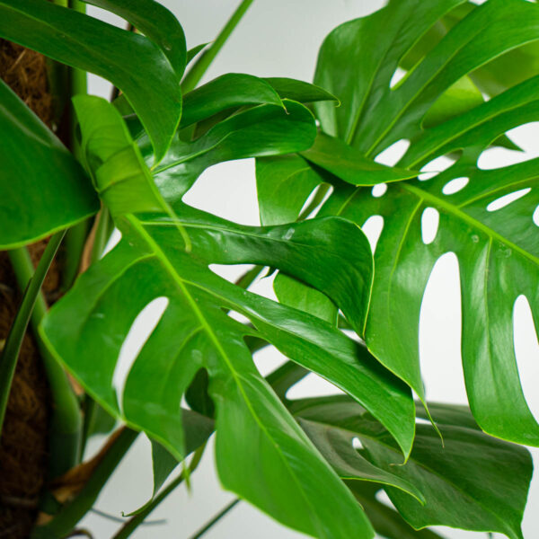 monstera-deliciosa-na-paliku monstera-deliciosa-na-paliku