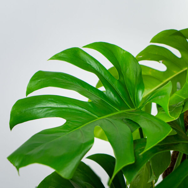 monstera-deliciosa-na-paliku monstera-deliciosa-na-paliku