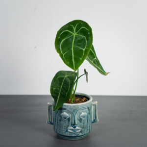 anthurium-forgetii-white-stripes