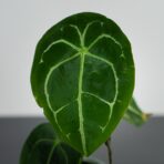 anthurium-forgetii-white-stripes