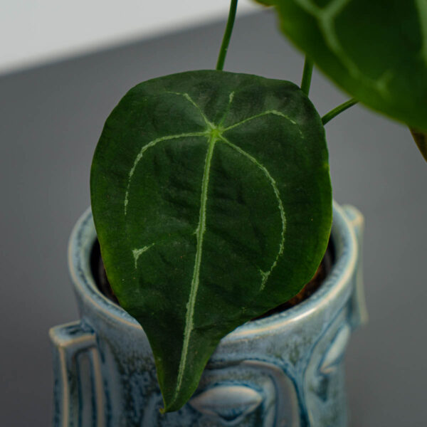 anthurium-forgetii-white-stripes anthurium-forgetii-white-stripes