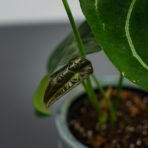anthurium-forgetii-white-stripes