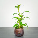 philodendron-ceylon-lemon-green