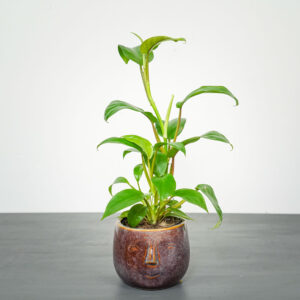 philodendron-ceylon-lemon-green