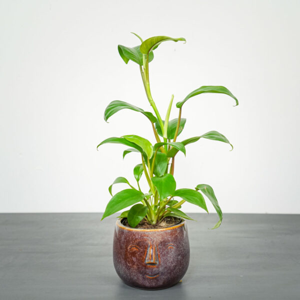 philodendron-ceylon-lemon-green