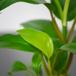 philodendron-ceylon-lemon-green