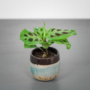 maranta-leuconeura-kerchoveana-baby