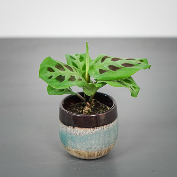 maranta-leuconeura-kerchoveana-baby maranta-leuconeura-kerchoveana-baby