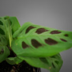 maranta-leuconeura-kerchoveana-baby